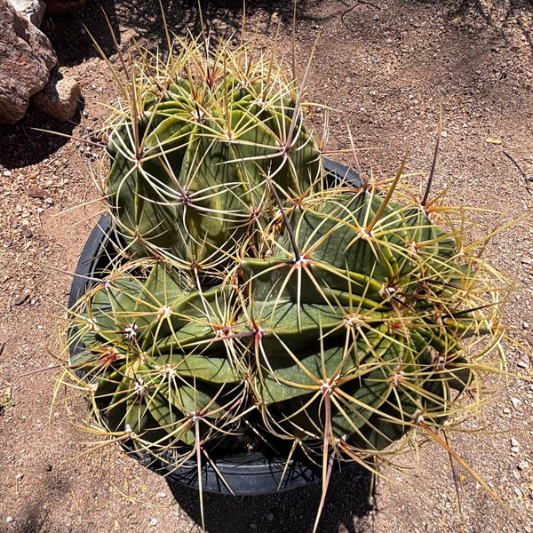 Candy Barrel Cactus
