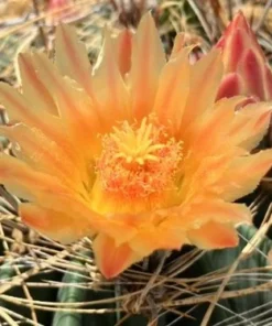 Candy Barrel Cactus