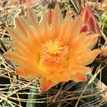 Candy Barrel Cactus