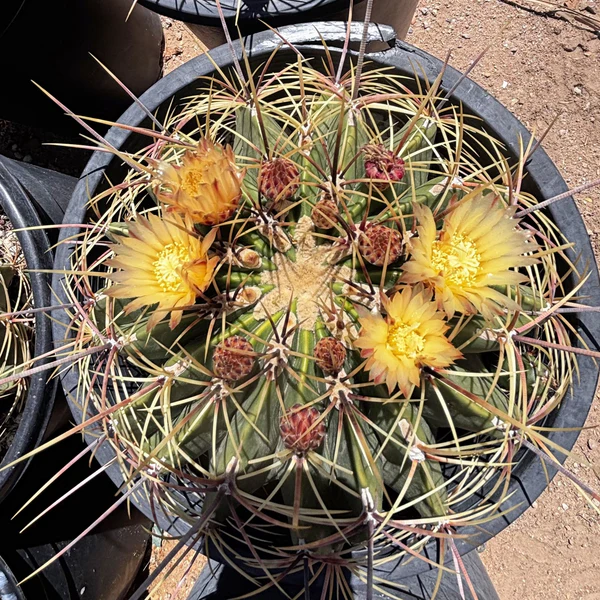 Candy Barrel Cactus