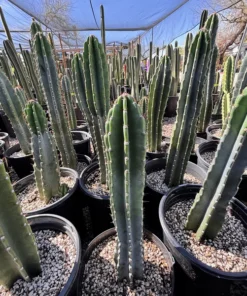 Peruvian Apple Cactus