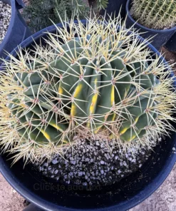 Ferocactus Gracilis