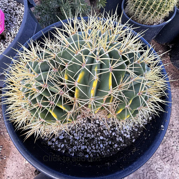 Ferocactus Gracilis