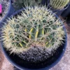 Blue Barrel Cactus