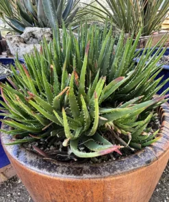 Aloe 'Crosby's Prolific'