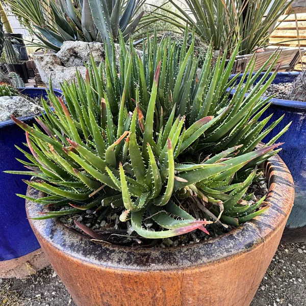 Aloe 'Crosby's Prolific'