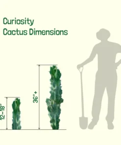 Curiosity Cactus