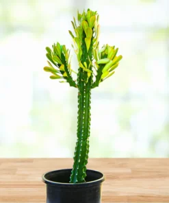 Euphorbia Royaleana