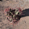 Coville Barrel Cactus