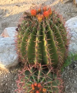 Ferocactus Pringlei