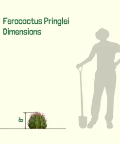 Ferocactus Pringlei