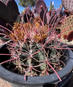 Ferocactus Gracilis