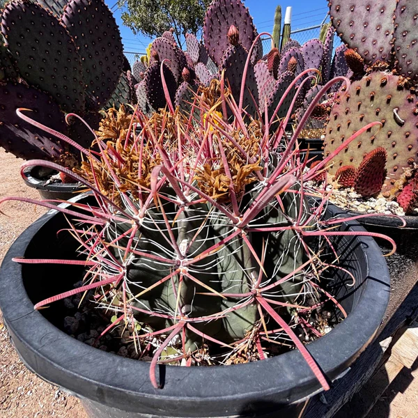 Ferocactus Gracilis