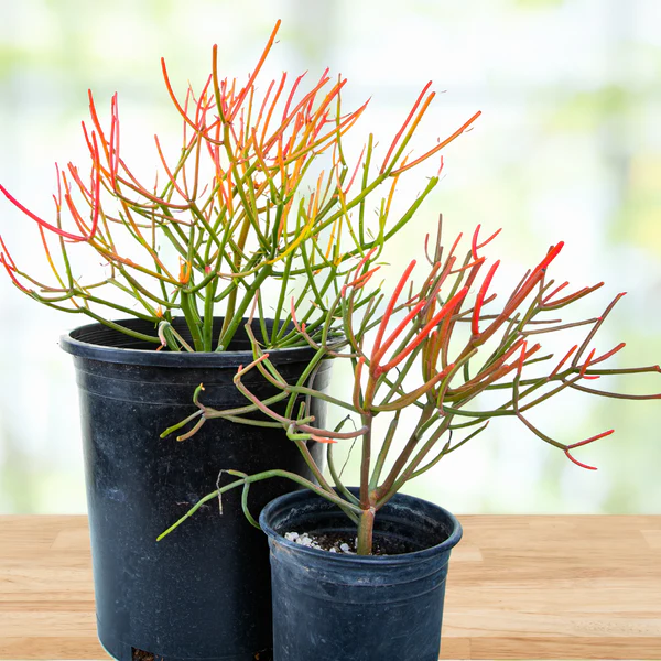 Euphorbia Tiricalli "Firesticks"