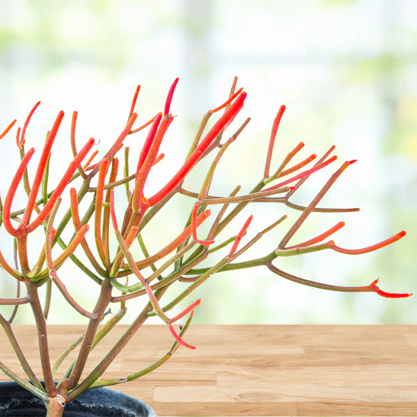 Euphorbia Tiricalli "Firesticks"