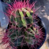 Ferocactus Pringlei