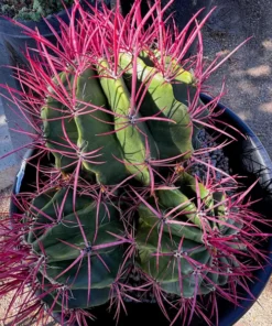 Ferocactus Pringlei