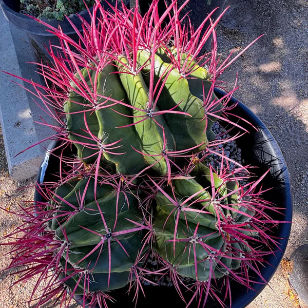 Ferocactus Pringlei