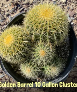 Golden Barrel Cactus