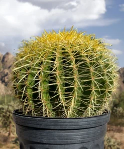 Golden Barrel Cactus