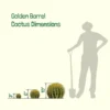 Golden Barrel Cactus