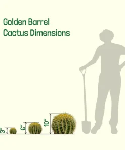 Golden Barrel Cactus