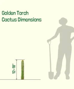 Golden Torch Cactus