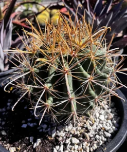 Gold Spine Southwest Barrel Cactus