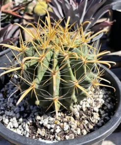 Gold Spine Southwest Barrel Cactus
