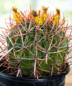Ferocactus Gracilis