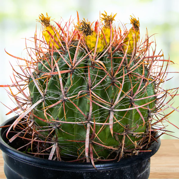 Ferocactus Gracilis