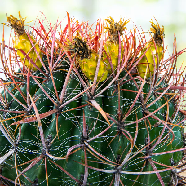 Ferocactus Gracilis