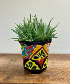 Aloe 'Crosby's Prolific'