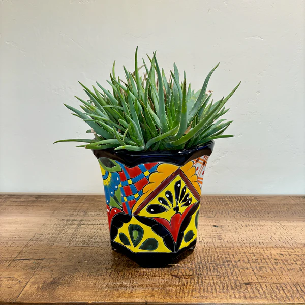 Aloe 'Crosby's Prolific'