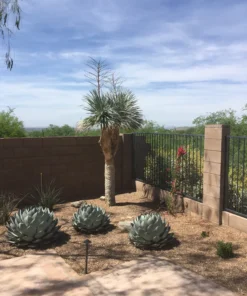 Agave Parryi Truncata