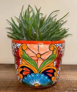 Aloe 'Crosby's Prolific'