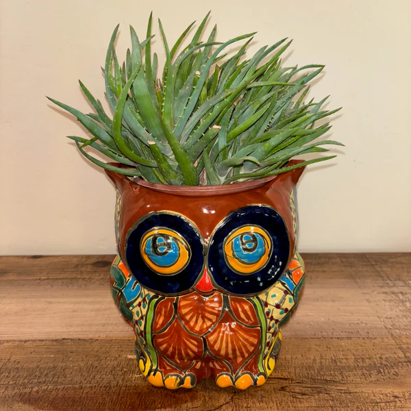 Aloe 'Crosby's Prolific'