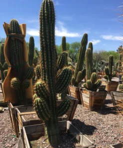 South American Saguaro
