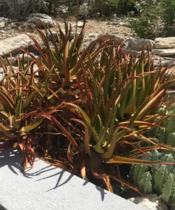 Aloe Cameronii