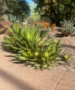 Agave Lophantha Quadricolor