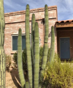 Organ Pipe Cactus
