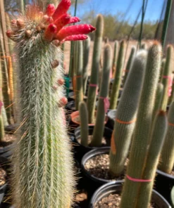 Silver Torch Cactus