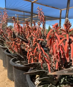 Partridge Breast Aloe
