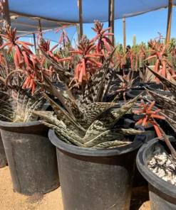 Partridge Breast Aloe