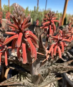 Partridge Breast Aloe