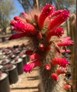 Silver Torch Cactus