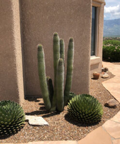 Organ Pipe Cactus