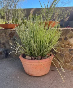 Pedilanthus Macrocarpus