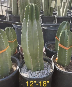 Senita Cactus