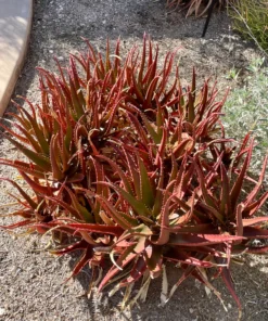Aloe Cameronii
